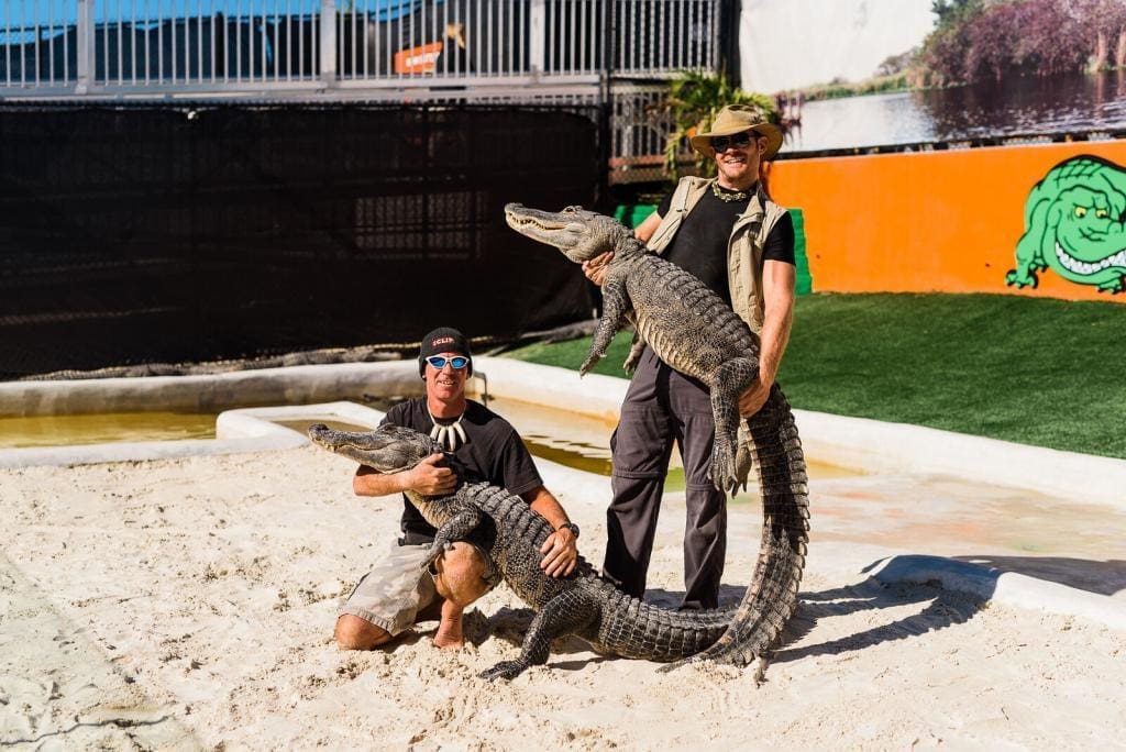 Two alligator experts at the Florida gator park confidently holding large alligators during a live miami alligator show