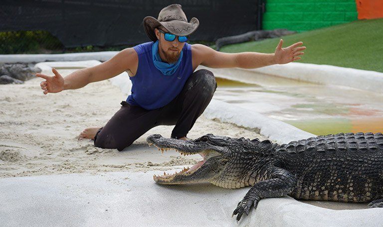 An alligator trainer demonstrating alligator behavior at a live alligator show at a Miami alligator sanctuary