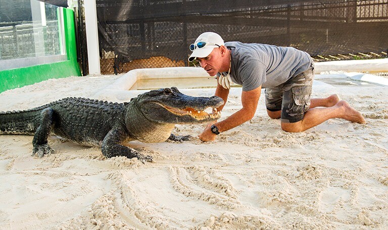 Everglades Alligator Show