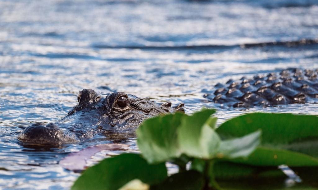 Alligator Peering Above Water in the Everglades