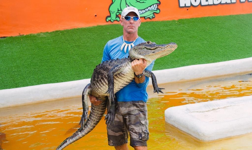 attraction park - gator show