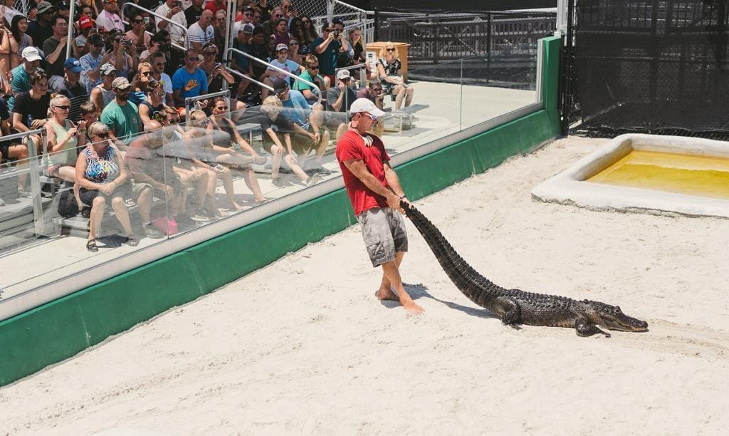 florida attraction - alligator show