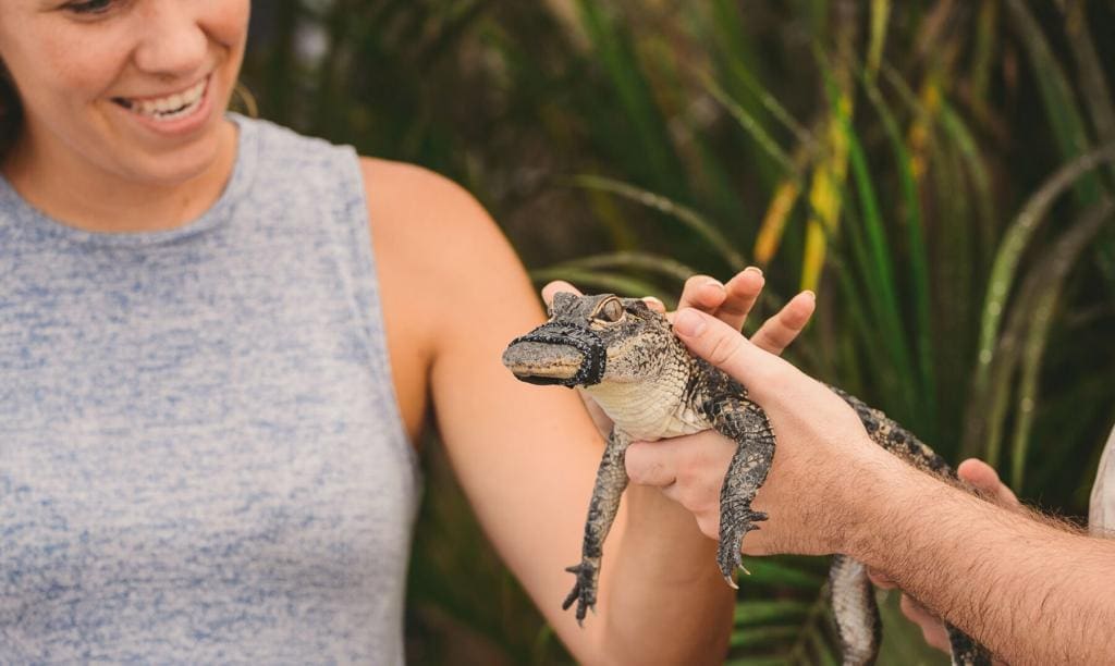 An airboat tour visitor holding a baby alligator with care during an animal encounter in the Everglades.