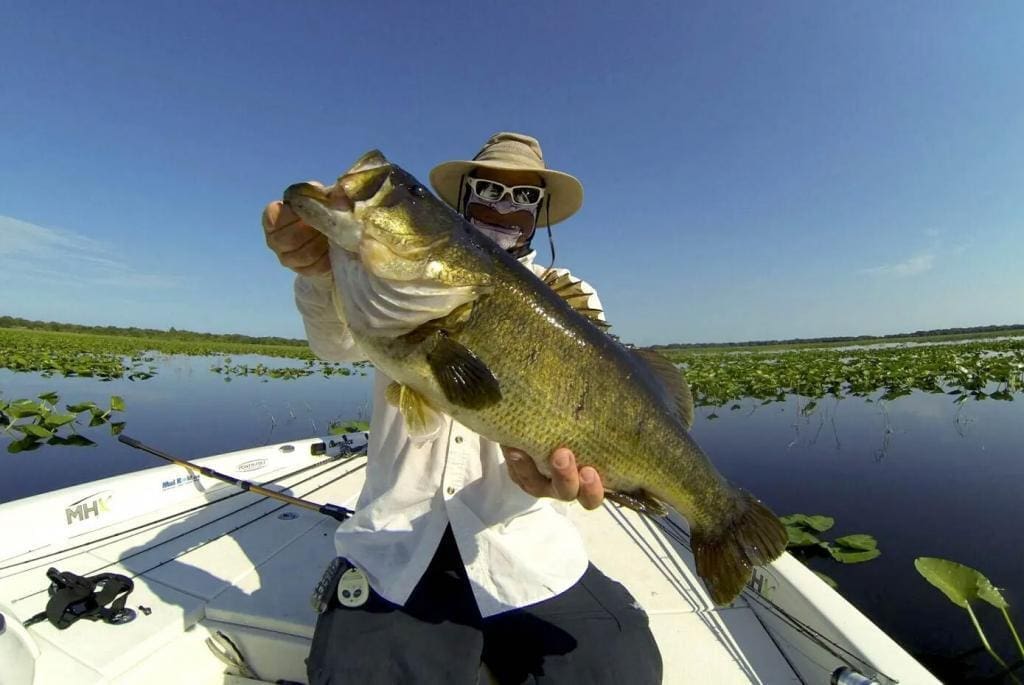 bass fishing in the everglades is common on an everglades boat trip