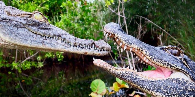 What's the Difference Between an Alligator and a Crocodile?