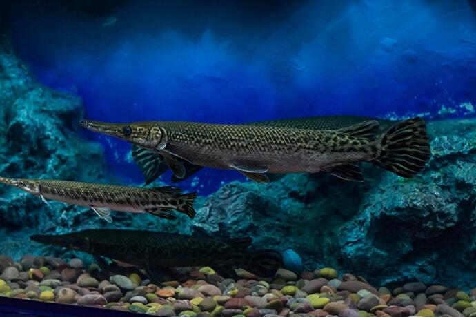 alligator gar fish