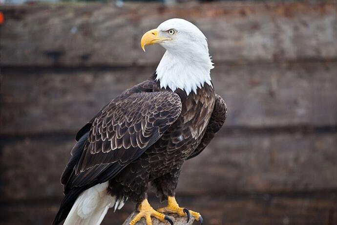 bald eagle