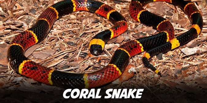 coral snake