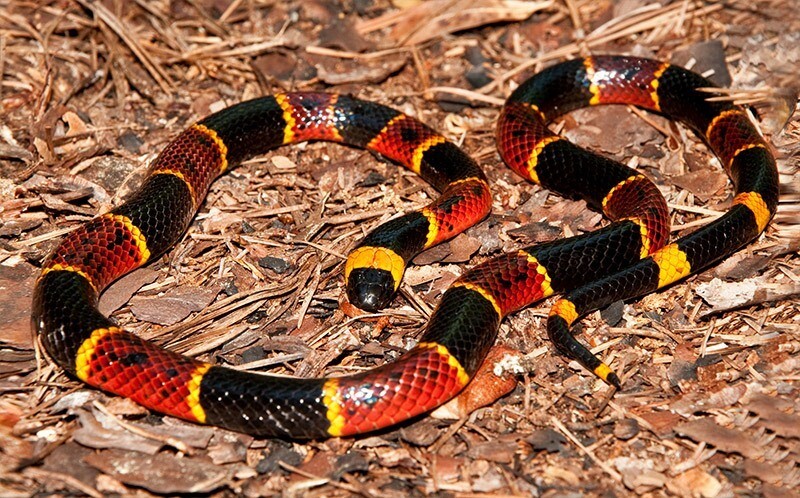 Coral Snake in Florida Everglades Holiday Park