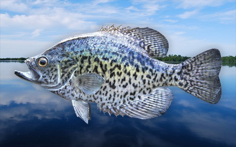 crappie fish