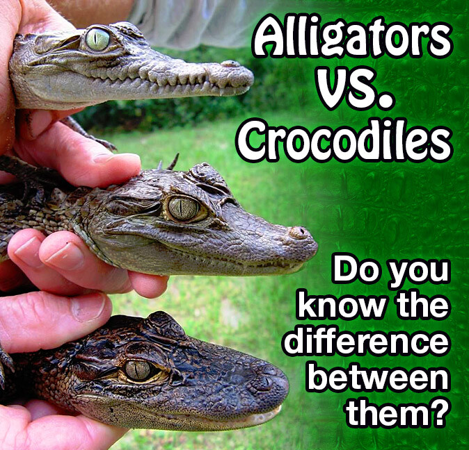 kradse obligat forhandler Alligator vs Crocodile | Everglades Holiday Park Airboat Tours
