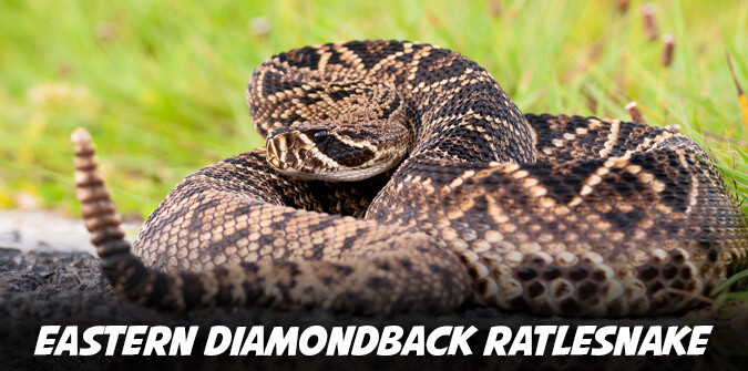eastern diamondback rattlesnake