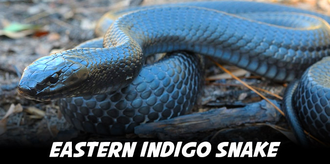 eastern indigo snake