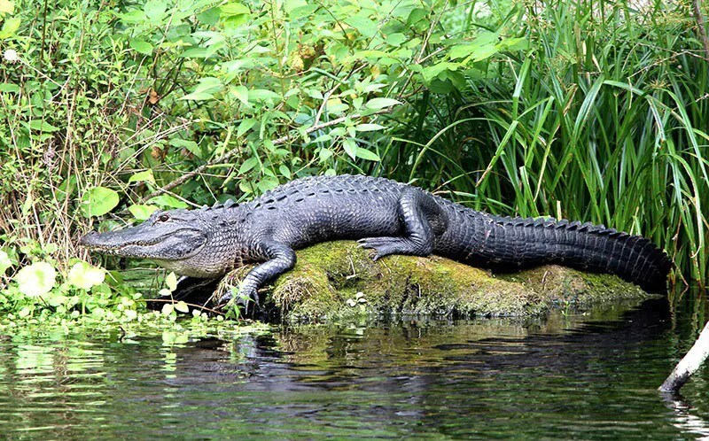 Florida Alligator | Everglades Holiday Park