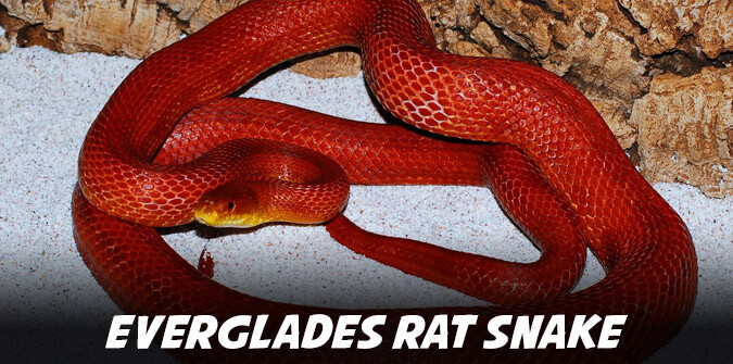 everglades rat snake