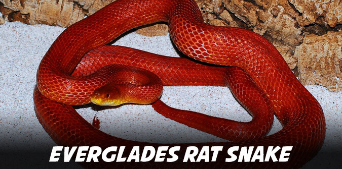 everglades rat snake