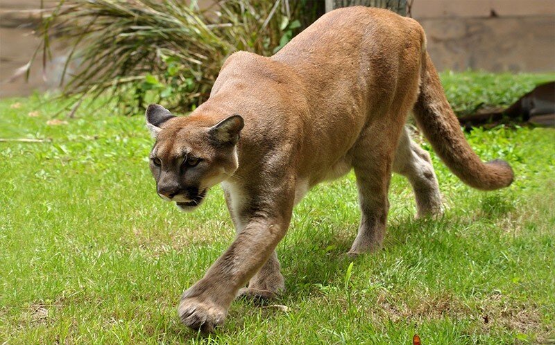 A Florida panther prowling through a grassy field in the Everglades
