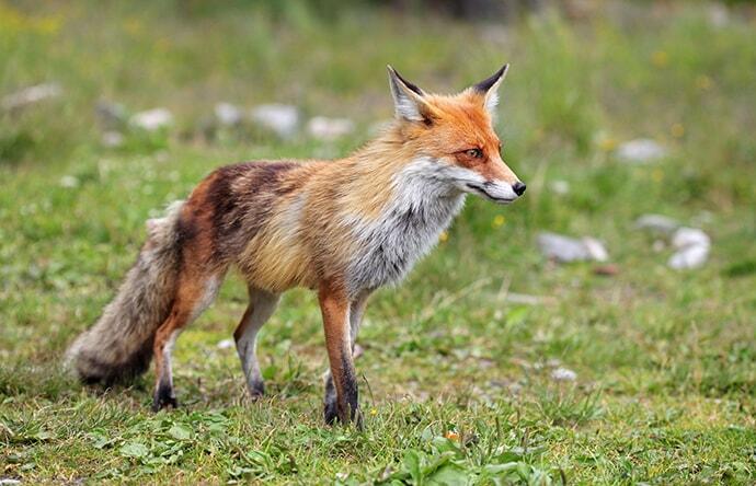 red fox