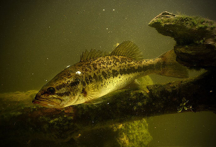 Everglades Largemouth Bass