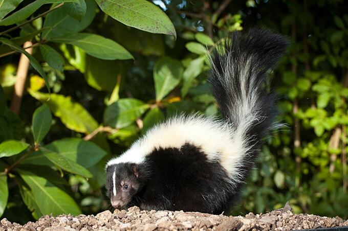 skunk