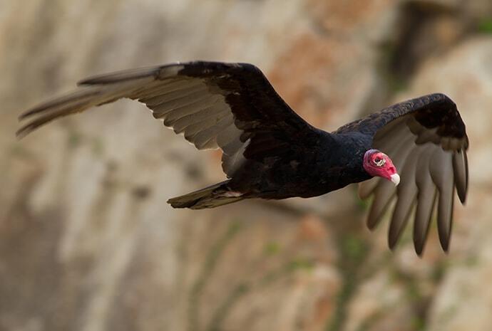 turkey vulture